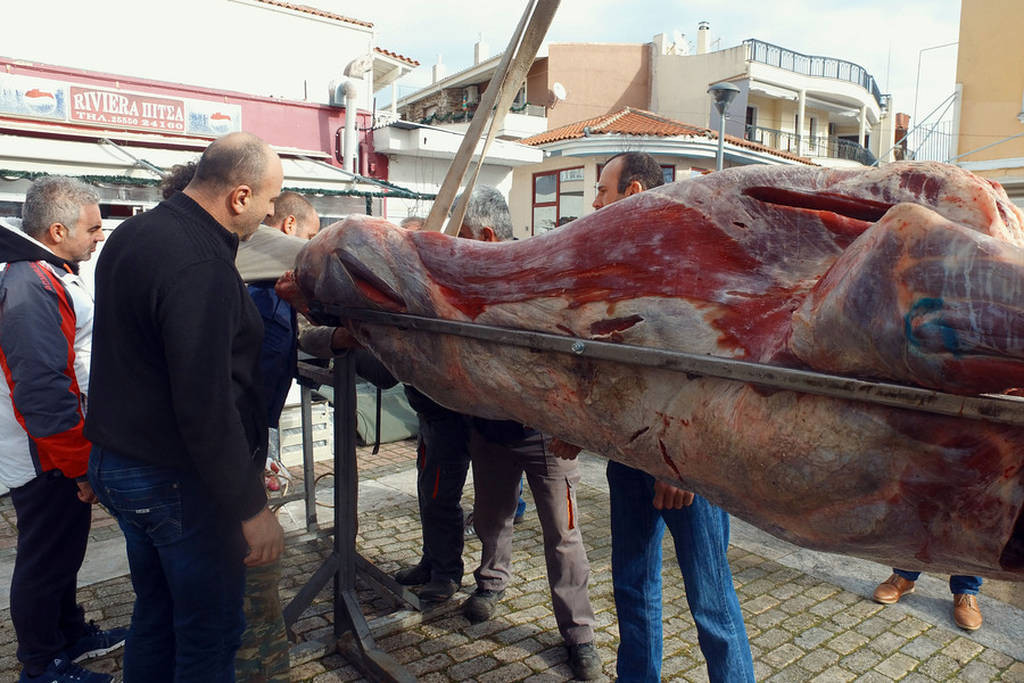 Οι Φεριώτες σούβλισαν και φέτος «τον μόσχο το σιτευτό» βάρους 295 κιλών! (vid)